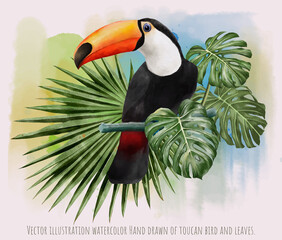 Wall Mural - Vector illustration watercolor of toucan bird and leaves.