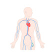 Femoral vein central venous access site shown on male body. Man with femoral central line catheter for hemodialysis, medication and fluids infusion. Medical vector illustration.