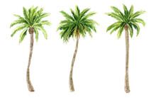 Image Of Palm Trees On A White Background, Watercolor