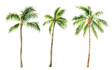 Image Of Palm Trees On A White Background, Watercolor