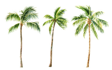 Image of palm trees on a white background, watercolor