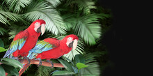 Horizontal Banner With Two Beautiful Colorful Ara Parrots On A Branch In A Rainforest. Horizontal Nature Banner
