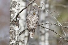 Ural Owl On Birch Tree, Forest Panorama
