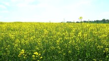 Rapeseed Blooming Yellow Field With Sunny Clear Sky, Static Shot Of Spring Nature Environment