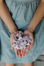Girl's Hands With Violet Flowers
