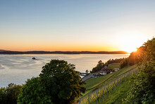 Germany, Baden-Wurttemberg, Meersburg, Hillside Vineyard At Sunset With Lake Constance In Background