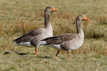 Two Greylag Geese (Anser Anser) Standing Outdoors
