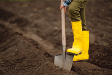 Woman Wearing Yellow Boots Digs Soil With Shovel. Agriculture, Organic Gardening, Planting Or Ecology Concept.