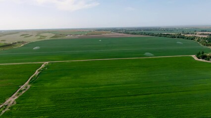 Wall Mural - Aerial view of Guns Sprinkler Irrigation System Watering Wheat Field