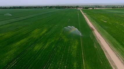 Wall Mural - Aerial view of Guns Sprinkler Irrigation System Watering Wheat Field