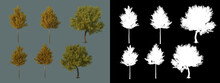 Various Types Of Autumn Trees

