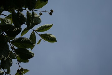 Poster - branch of a tree