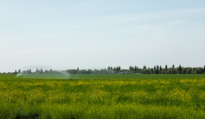 Wall Mural - Guns Sprinkler Irrigation System Watering Wheat Field