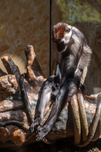 Collared Mangabey Monkey Cercocebus Torquatus Sitting On A Log Looking Sad, Bored Or Depressed.