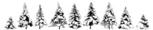 Snow Covered Spruce Trees Collection. Isolated Vector Design Elements. Hand Drawn  Illustration In Sketch Style.  Nature Template.Clipart.