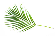 Leaves Of Coconut Palm Tree Isolated On White Background, Summer Background