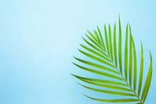 Top View Of Tropical Palm Leaf On Blue Color Background. Minimal Summer Concept, Flat Lay, Copy Space.