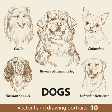 Set of hand drawing dogs part 10 vector illustration
