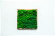 Picture of stabilized moss on a white textured wall.