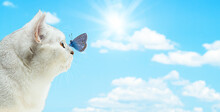 Beautiful White British Cat And Blue Butterfly On The Background Of The Sky.