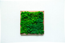 Picture of stabilized moss on a white textured wall.