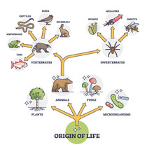 Origin Of Life And Wildlife Evolution From Beginning Species Outline Diagram. Labeled Educational Nature Development From Plants, Animals, Fungi And Microorganisms To Vertebrates Vector Illustration.