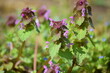 Purple Dead-nettle Medicinal Herb on Field