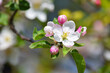 Apple Blossom Tree in Spring Time