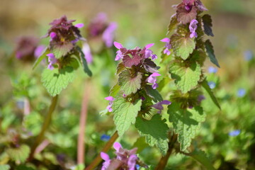 Wall Mural - Purple Dead-nettle Medicinal Herb on Field