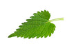 green nettle on a white isolated background