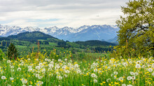 Kräuterwiese In Den Allgäuer Alpen Nahe Sonthofen An Einem Wolkigen Frühlingstag