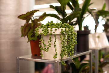 Senecio Herreianus. Senecio rowleyanus. String of Pearls plant. Curio rowleyanus. Succulent green plant in white pot. bead thread. Home and garden concept. Plants love and urban jungle	