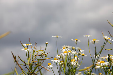 shrubs of white daisies in the summer