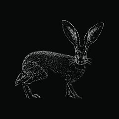 Wall Mural - Jackrabbit hand drawing vector illustration isolated on black background