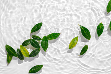 Green leaves on water surface. Beautiful water ripple background for product presentation. Copy space