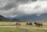 Fototapeta Konie - horses in mountain landscape near Castelluccio village in National Park Monte Sibillini, Umbria region, Italy