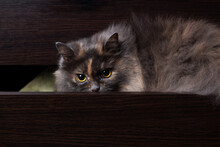 A Curious Fluffy Gray Cat Peeks Out From A Shelf In A Closet To See What's Going On.
