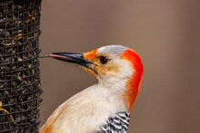 Close Up Of A Red-bellied Woodpecker (Melanerpes Carolinus) Using Its Tongue To Get A Black Oiled Sunflower Seed From A Feeder During Spring. Selective Focus, Background Blur And Foreground Blur.
