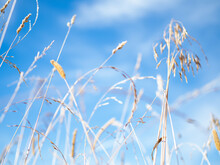 Dry Grass Against The Sky, Shallow Depth Of Field. Gentle And Beautiful Natural Background