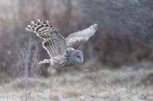 Ural Owl, (Strix Uralensis) Flying At The Edge Of The Forest..