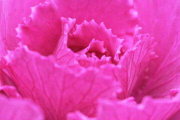 Macro of pink Ornamental kale leaves. Extreme close up of Brassica oleracea var. acephala DC.