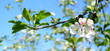 Apfelblüte in weiß und rosa in Südtirol - Hintergrund und Textur - Apfelbaumblüte - Apfelbaumblüten	