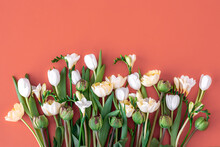 Bouquet Of White Tulips On A Red Background, Flat Lay.