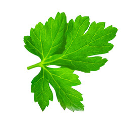 Parsley leaf isolated on white background. Fresh green organic parsley herb top view, flat lay