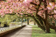 Alley with cherry blossoms. Baden-baden, germany