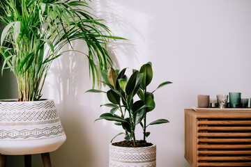 Stylish modern floral home decor in minimal style on the white wall background. Biophilia, green home design. Areca palm and ficus rubber plants in authentic ceramic pots. Selective focus.