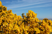 Yellow Flowering Gorse On A Sunny Day