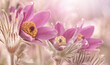 Różowe kwiaty wiosenne - Pulsatilla vulgaris