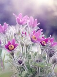 Fototapeta Kwiaty - Kwiaty- Pulsatilla vulgaris