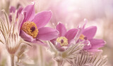 Fototapeta Kwiaty - Kwiaty - Pulsatilla vulgaris